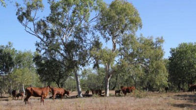 Hodgson River Station NT
