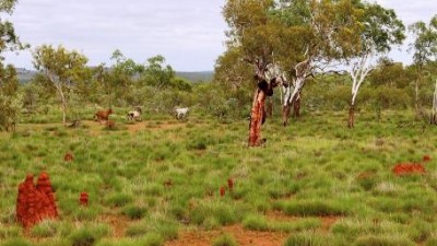 Morella QLD