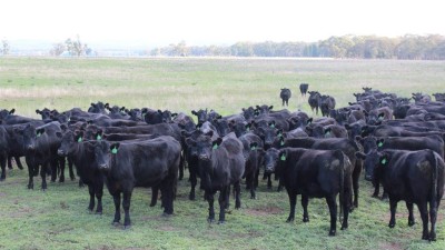 Butheroo Aggregation NSW