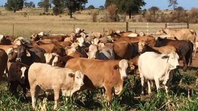 Wollambi QLD
