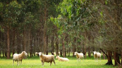 Otway Plantation Portfolio VIC