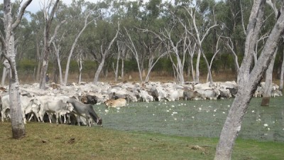Keough Cattle Co Aggregation QLD