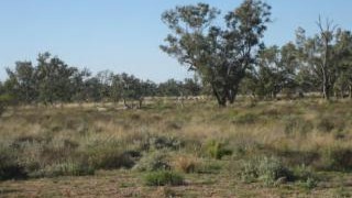 Grazing Aggregation QLD