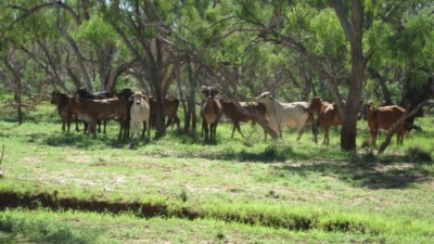 Vergemont QLD
