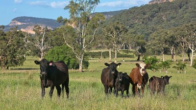 Glen Alice & The Crossing NSW
