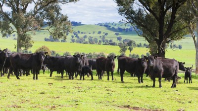 Kincora NSW