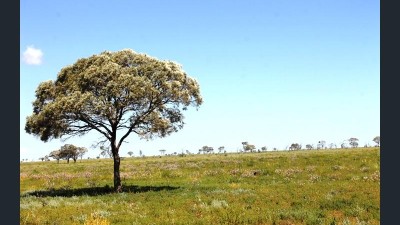 Meroondah Downs QLD