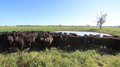 Mullengah Aggregation NSW