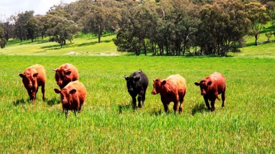 Glenroy NSW