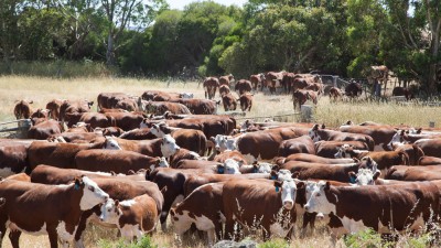 Cheviot Hills VIC
