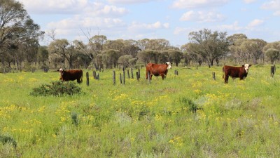 Listowel QLD