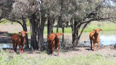 Jabiru QLD