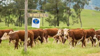 Windfall NSW