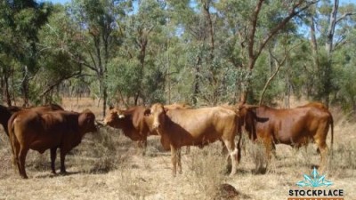 Lyons Creek QLD