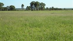 Spring Creek QLD