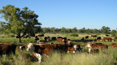 Bonny Rigg NSW