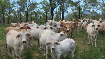 Greentop Station QLD