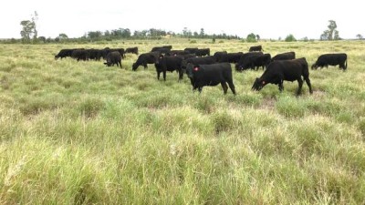Nardu QLD