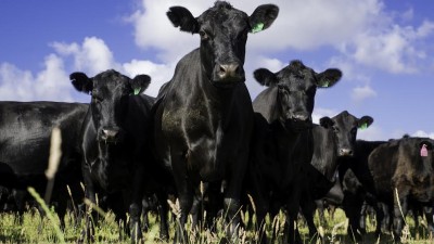 Sustainable Agriculture Fund (SAF)