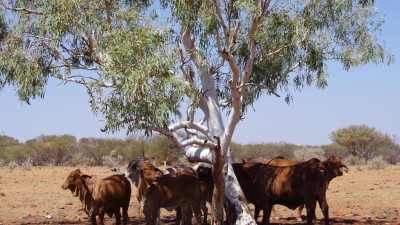 Bidgemia Station WA