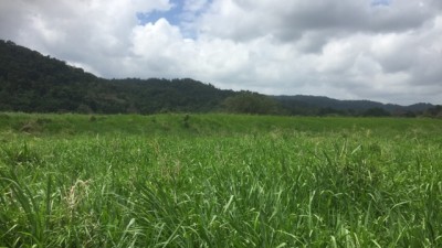 Daintree Island QLD