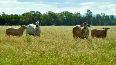 Galloway Plains QLD