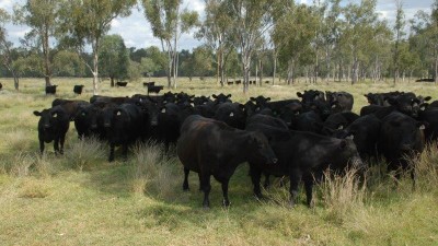 Bengalla Station QLD