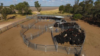 Callitris QLD