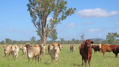 Camelot QLD
