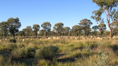 Cunnamulla Aggregation QLD