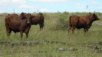 Theresa Creek QLD