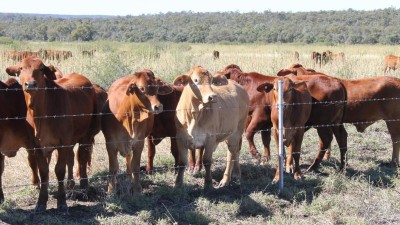 Wilga Downs QLD