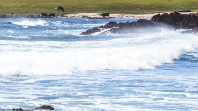 Island grazing opportunity