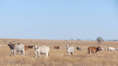 Illalong Station QLD