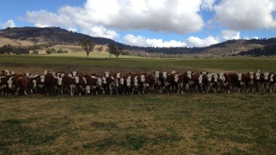 Rangers Valley NSW