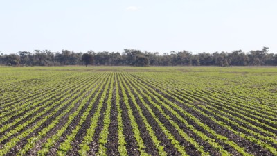 Yarranlea Farms NSW