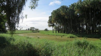 Corrick Plains QLD