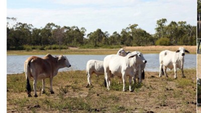 Pallamana QLD