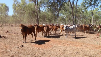 Tarlee Station NT