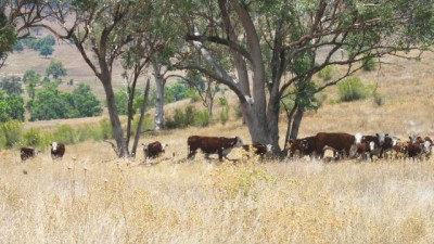 Widgelmar NSW