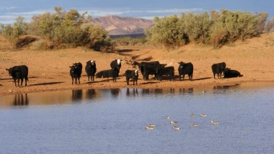 Beltana Station SA