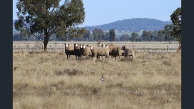 Bogandillon NSW