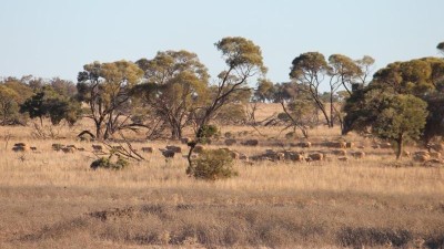 Gundalundie Station NSW