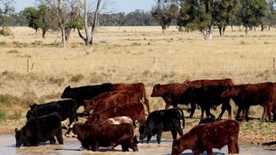 Wagga NSW