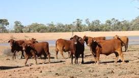 Nimboy QLD