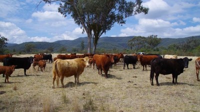 Spring Creek NSW