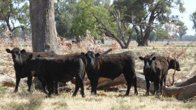 North Whoey NSW