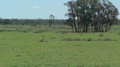 Wonga Downs & Llidem Vale QLD