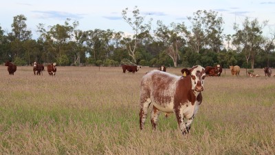 Woodburn QLD