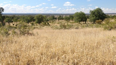 Hollyrood, South Maffra, Forestvale & Polana QLD